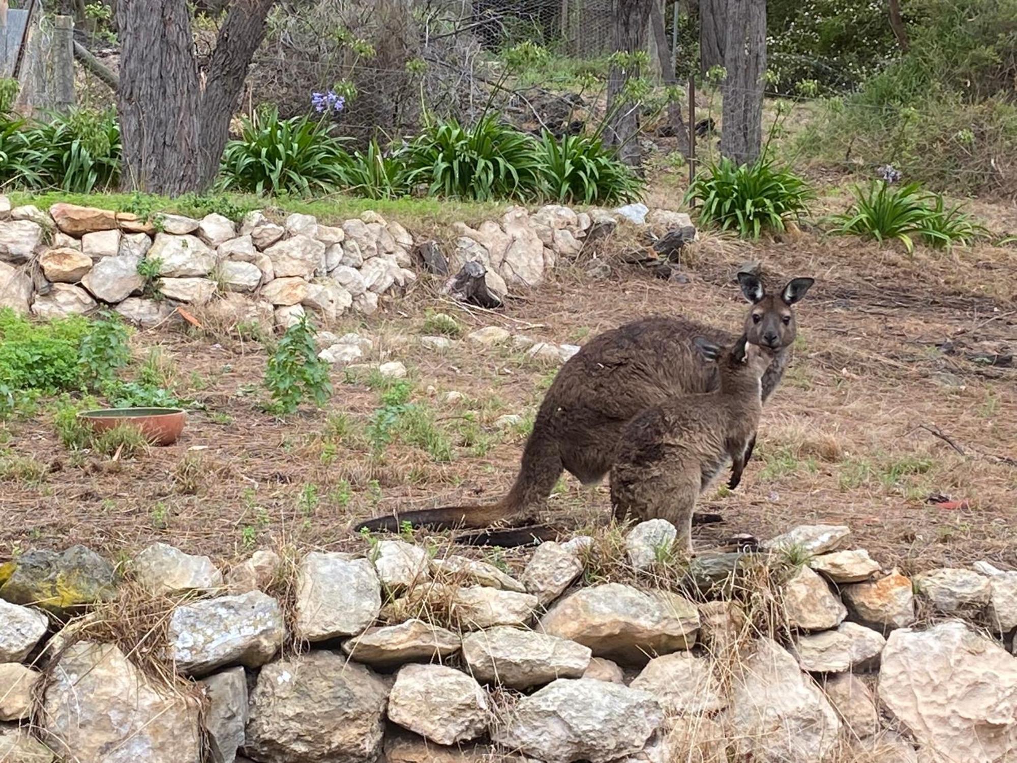 Sheoak Lodge Penneshaw Eksteriør bilde